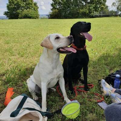 Hundetreffen-Hundetreffen-Bild