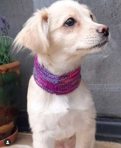 Das erste Bild eures Hundes-Beitrag-Bild