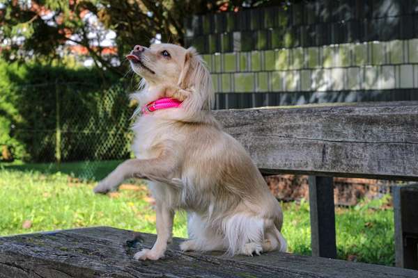 Mischlinge raten - Rätselspaß-Beitrag-Bild