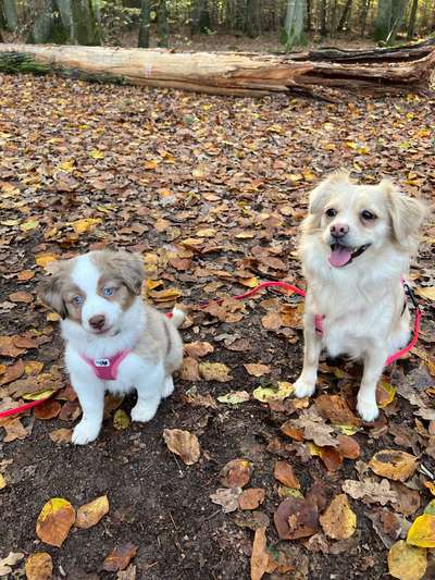 Wer von euch hat mindestens 2 Hündinnen Zuhause?-Beitrag-Bild