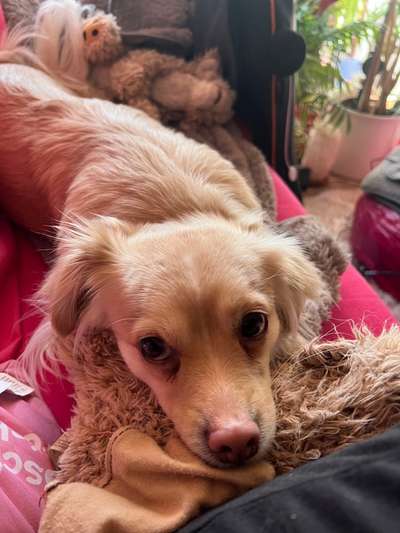 Wer von euch hat mindestens 2 Hündinnen Zuhause?-Beitrag-Bild