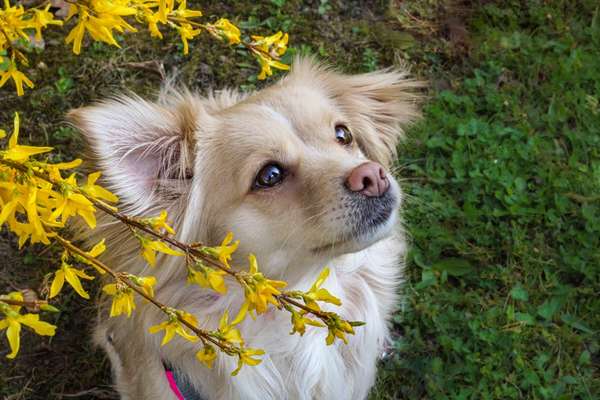 Mischlinge raten - Rätselspaß-Beitrag-Bild