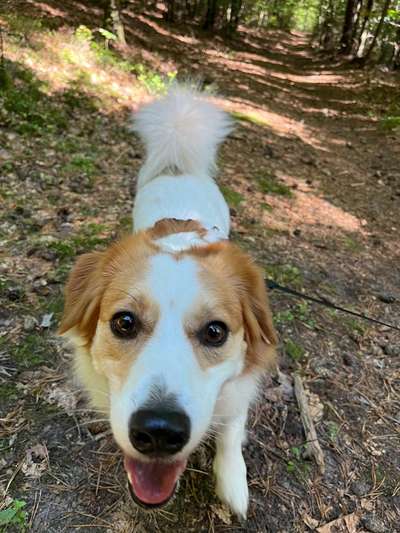 Hundetreffen-Gassirunde im Westpark-Bild