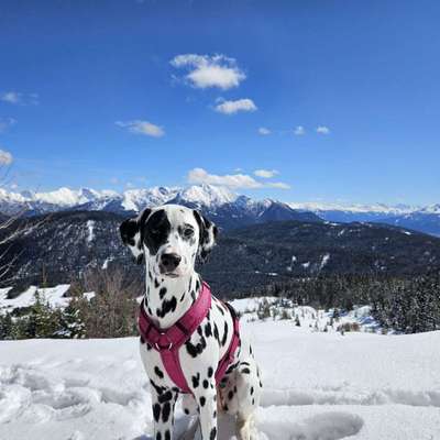 Hundetreffen-Welpen- oder Junghundetreffen-Bild