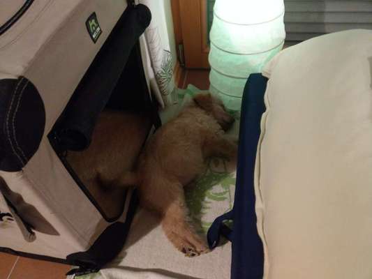 Welpen Bilder !-Beitrag-Bild