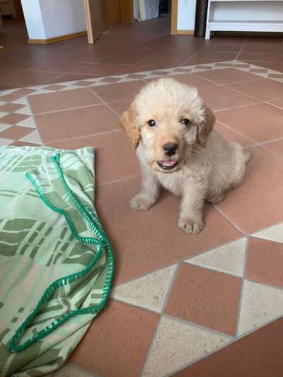 Welpen Bilder !-Beitrag-Bild