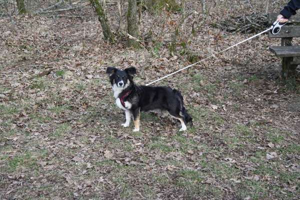 Hundetreffen-Junghundetreff-Bild