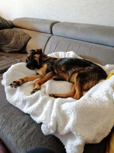 Mischlingshunde Foto Aufruf-Beitrag-Bild