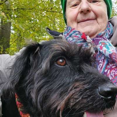 Hundetreffen-Gemeinsame Gassirunde-Bild