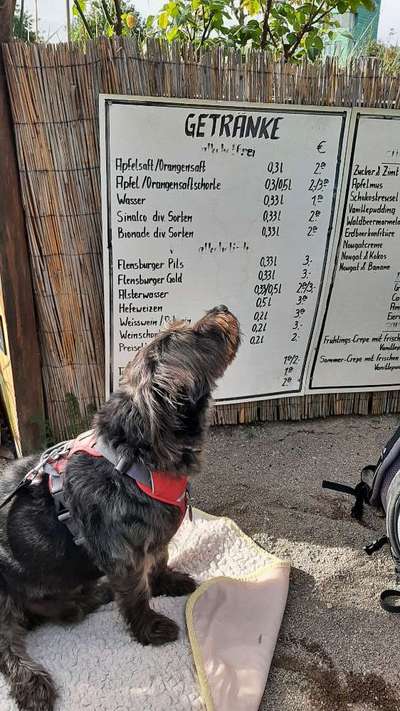 Mischlingshunde Foto Aufruf-Beitrag-Bild