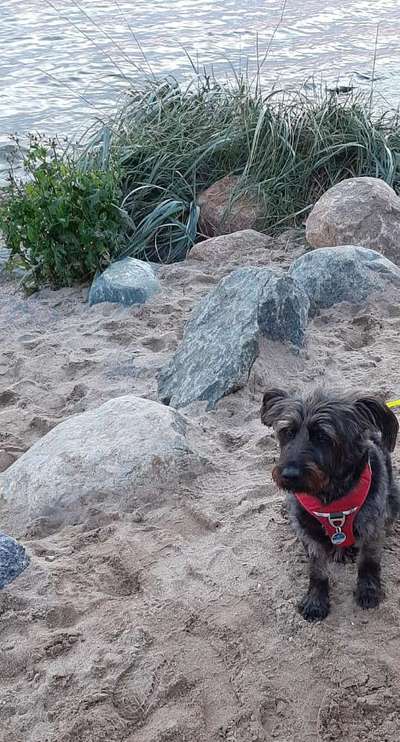 Mischlingshunde Foto Aufruf-Beitrag-Bild