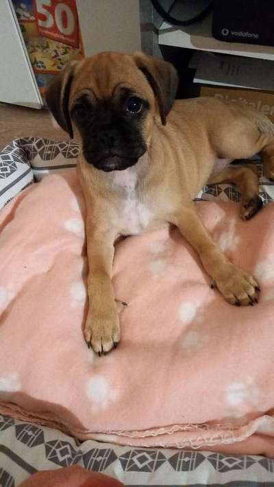 Welpen Bilder !-Beitrag-Bild