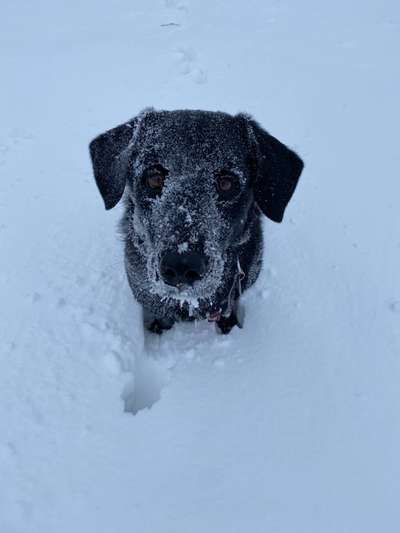 Die Dogorama Kalender Challenge Teil 2/4-Beitrag-Bild