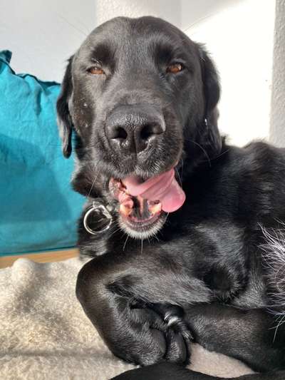 Lustigsten Grimassen von euren Hunden-Beitrag-Bild