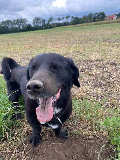 Fotochallenge Nr. 59 - Mein Hund zeigt die Zunge-Beitrag-Bild