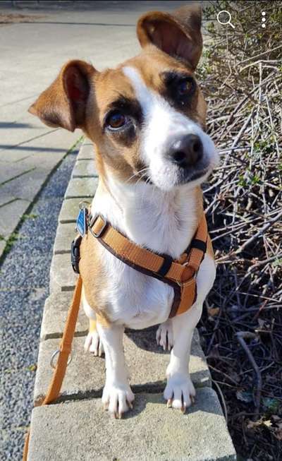 Mischlingshunde Foto Aufruf-Beitrag-Bild