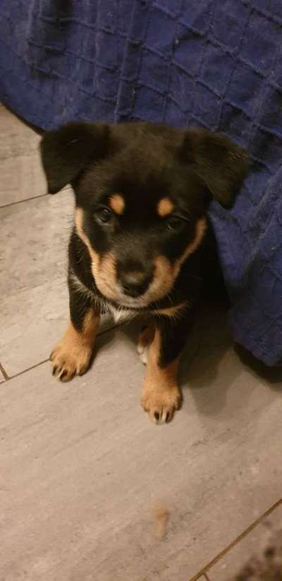 Welpen Bilder !-Beitrag-Bild