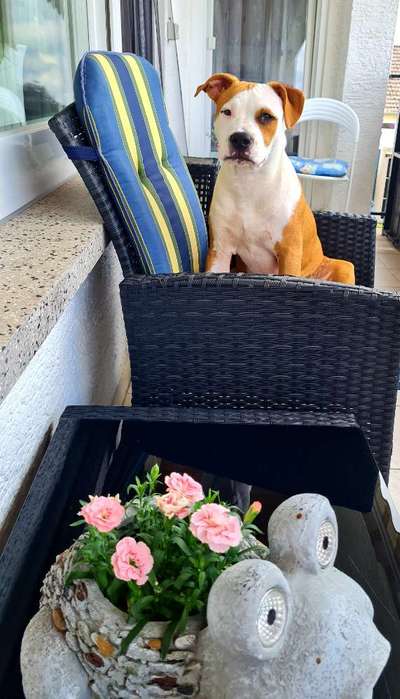 Die Dogorama Kalender Challenge 4/4-Beitrag-Bild