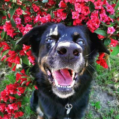 Zeige das lustigste Bild eures Hundis-Beitrag-Bild