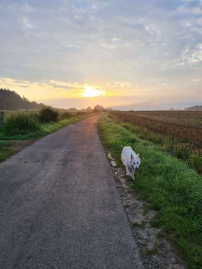 Weißer Schweizer Schäferhund-Beitrag-Bild