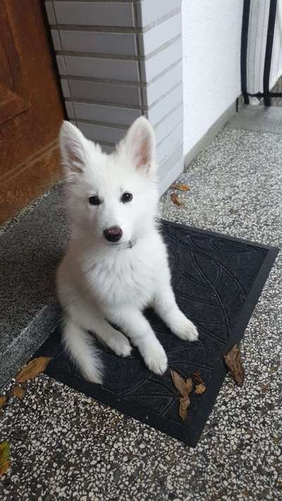 Welpen Bilder !-Beitrag-Bild