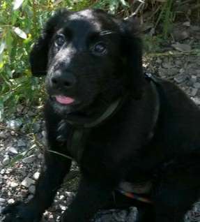 Welpen Bilder !-Beitrag-Bild