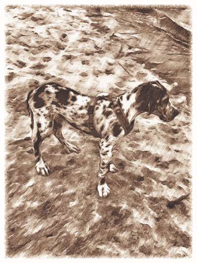 Deutsche Doggen Besitzer zeigt euch-Beitrag-Bild