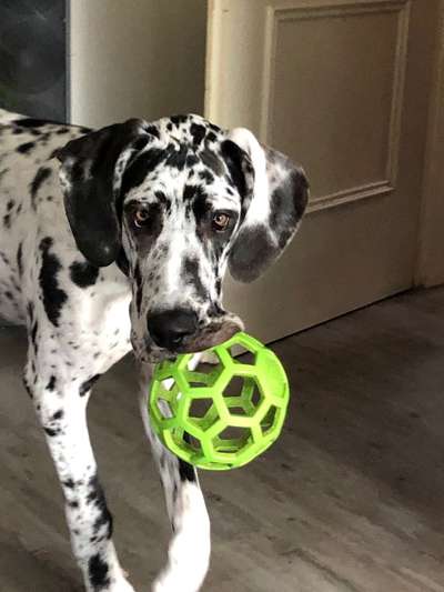 Deutsche Doggen Besitzer zeigt euch-Beitrag-Bild