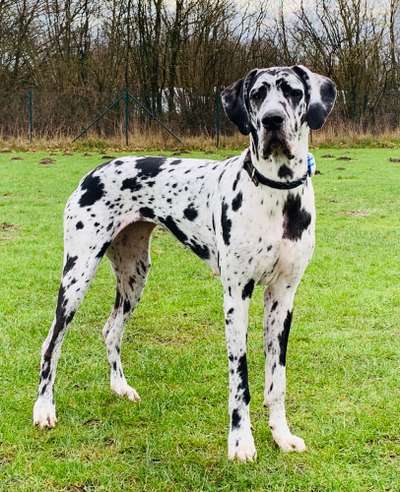 Deutsche Doggen Welpen-Beitrag-Bild