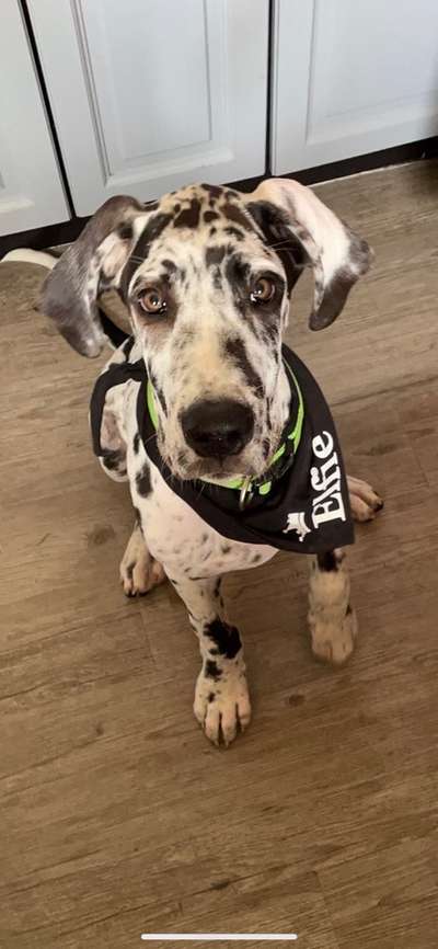 Deutsche Doggen Welpen-Beitrag-Bild