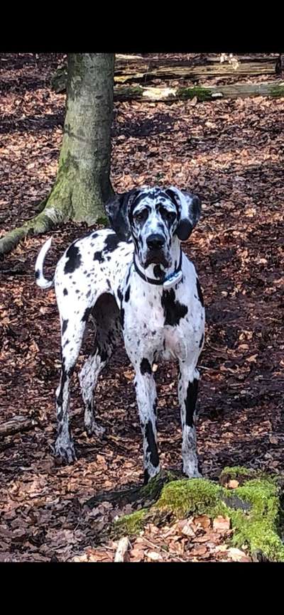 Deutsche Doggen-Beitrag-Bild