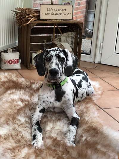 Welche Hunderasse-Beitrag-Bild