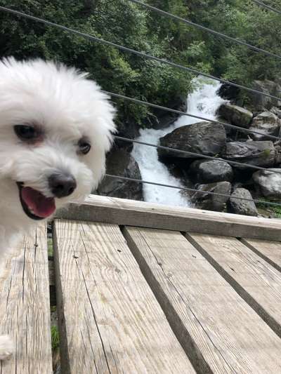 Dogorama Photo Challenge - Brücken-Beitrag-Bild