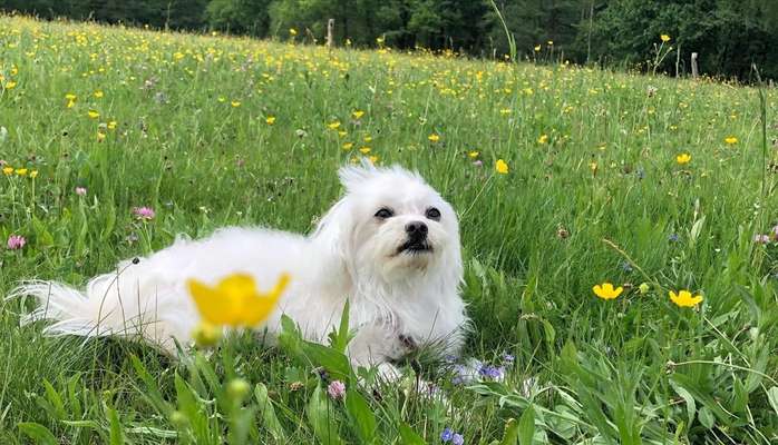 Hundetreffen-Spaß haben und sozialisieren-Bild