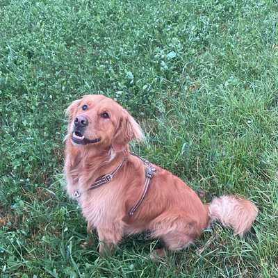 Hundetreffen-Gemeinsame Spaziergänge-Bild