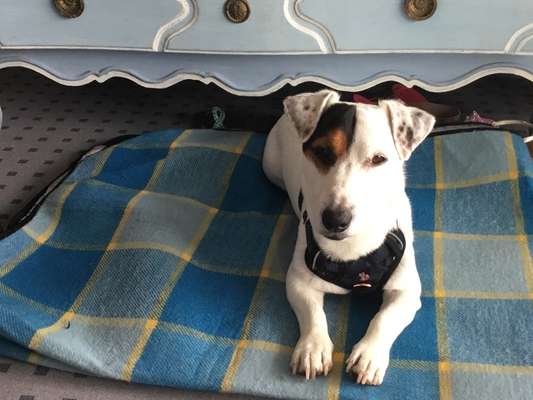 Wo sind die Jack und Parson Russell Terrier?-Beitrag-Bild