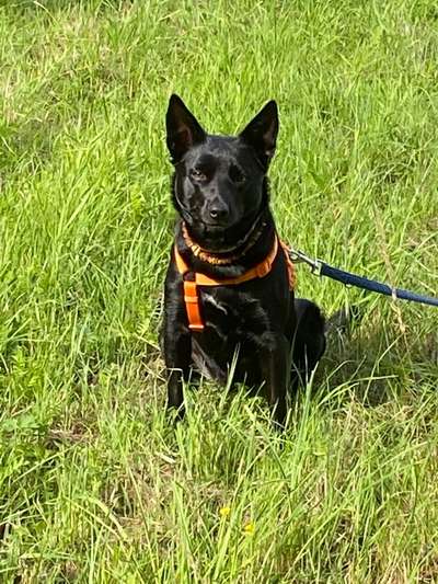 Australian Kelpie-Beitrag-Bild