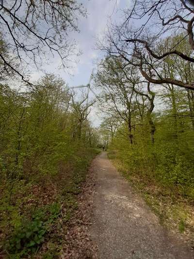 Hundeauslaufgebiet-Brenkermark / Panzerwald-Bild