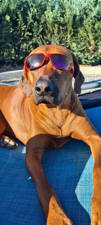 Rhodesian Ridgeback-Beitrag-Bild