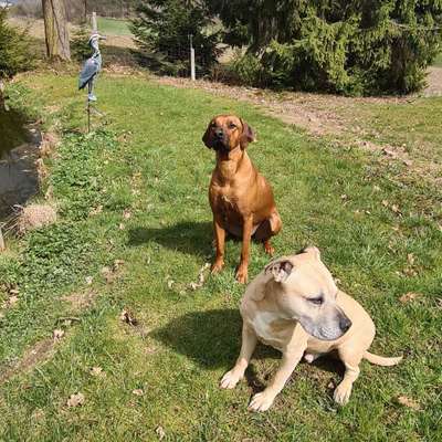 Hundetreffen-Desensibilisierung fremder Menschen mit anschließender Spielrunde-Bild