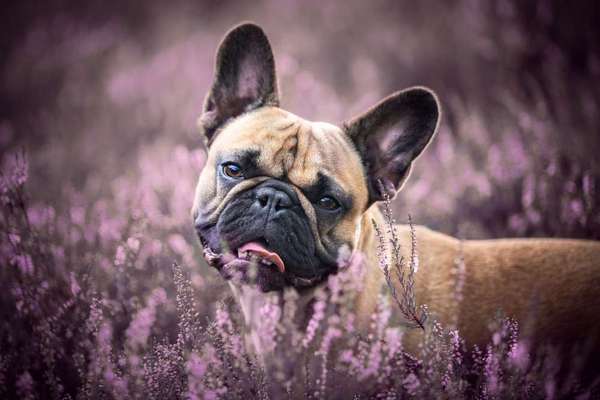 Französische Bulldoggen-Beitrag-Bild
