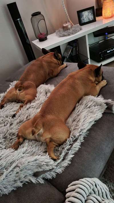 Bester Freund, Hundekumpel - zeigt her!-Beitrag-Bild