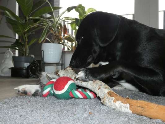 Labradorfans-Beitrag-Bild