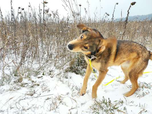 Zeige das lustigste Bild eures Hundis-Beitrag-Bild