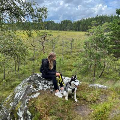 Hundetreffen-Social Walk / Trainingsspaziergang-Bild