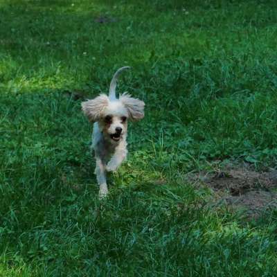 Hundetreffen-Gemütliche Gassirunde-Bild