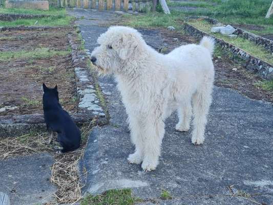 Gibts hier Mioritic Besitzer?-Beitrag-Bild