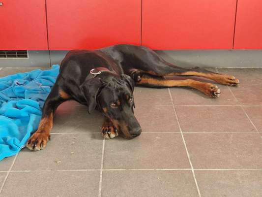 Dobermann Austausch-Beitrag-Bild