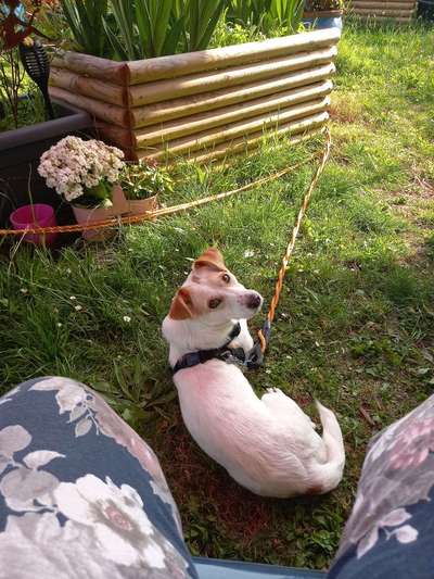 Auslandstierschutz-Beitrag-Bild