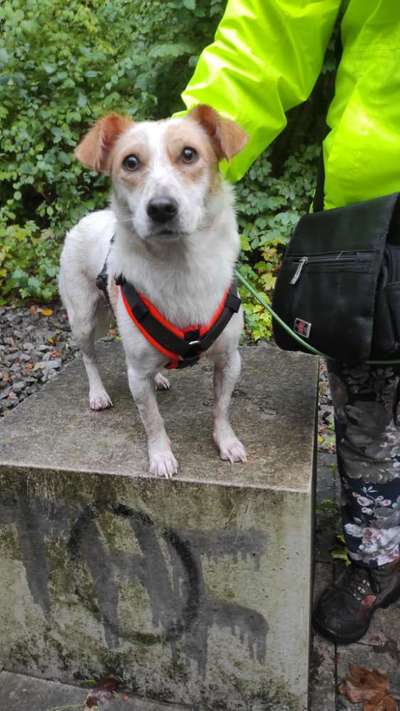 Auslandstierschutz-Beitrag-Bild